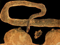 gleenbara_art_museum